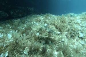 Malta: St. Paul's Bay 1-dags dykkerkursus