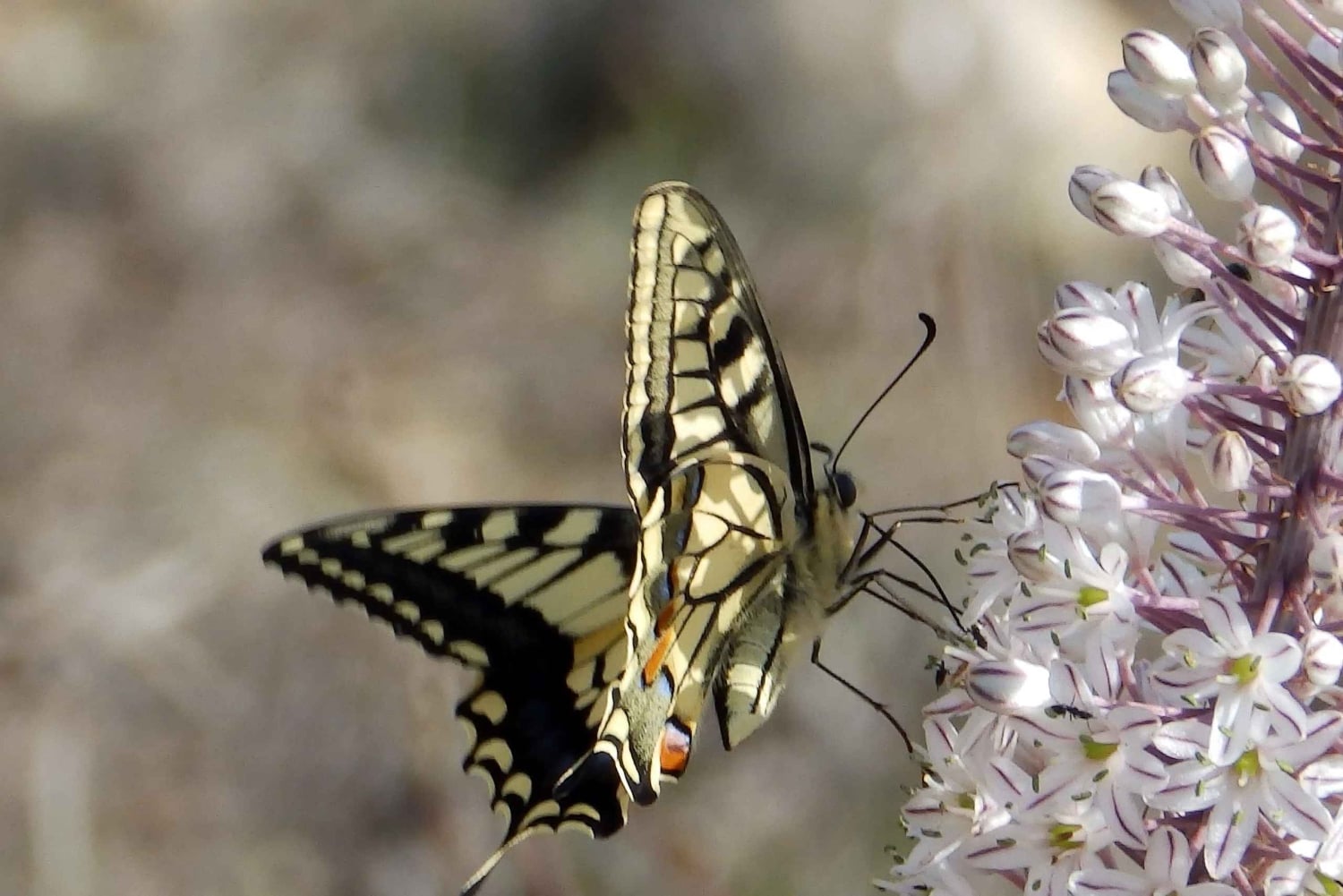 Mistra Valley and Selmun Private Nature Tour with Transport