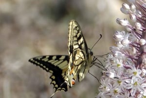 Mistra Valley and Selmun Private Nature Tour with Transport
