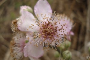 Mistra Valley and Selmun Private Nature Tour with Transport
