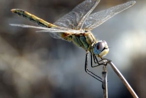 Mistra Valley and Selmun Private Nature Tour with Transport