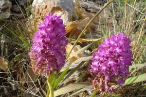 Mistra Valley and Selmun Private Nature Tour with Transport