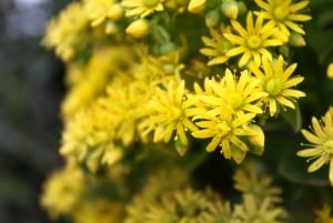 Mistra Valley and Selmun Private Nature Tour with Transport