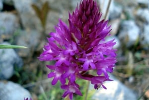 Mistra Valley and Selmun Private Nature Tour with Transport