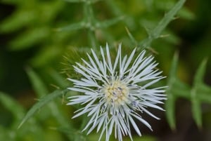 Mistra Valley and Selmun Private Nature Tour with Transport