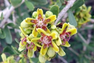 Mistra Valley and Selmun Private Nature Tour with Transport