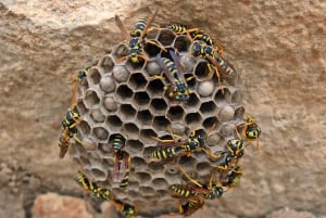 Mistra Valley and Selmun Private Nature Tour with Transport