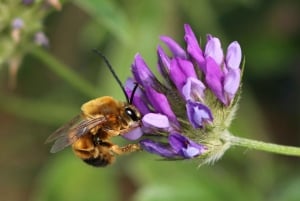 Mistra Valley and Selmun Private Nature Tour with Transport