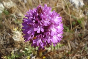 Mistra Valley and Selmun Private Nature Tour with Transport