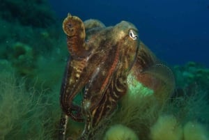 St Julians: Discover Scuba Diving Experience