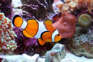 St. Paul's Bay: Malta National Aquarium Entry Ticket