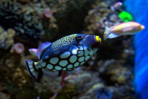 St. Paul's Bay: Malta National Aquarium Entry Ticket