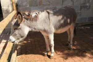 The Limestone Heritage Park and Gardens (inngangsbillett)