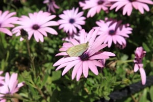 The Limestone Heritage Park and Gardens (inngangsbillett)