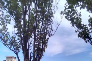 Top Malta Tour (by, basar, historie, kultur, natur, hav)