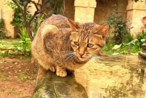 Valletta: Monastery and Secret Garden Entry Ticket