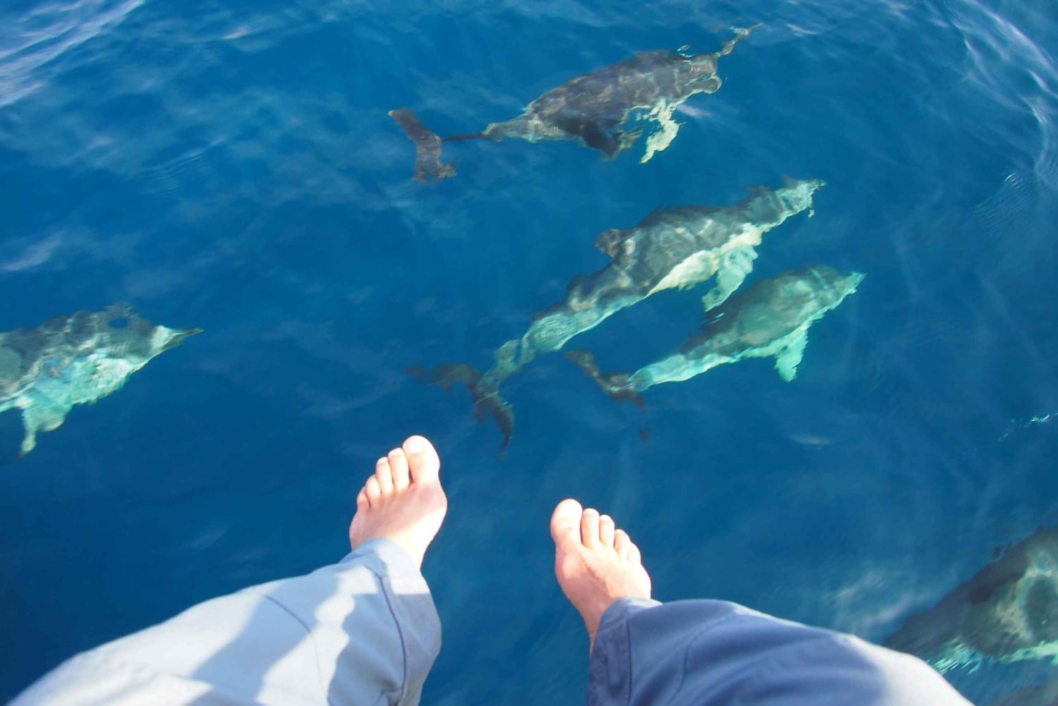 Always private 4 hour - Sail- dolphin Yacht Charter-paddle