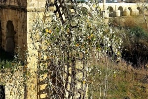 Costa del Sol: Private trip to Cordoba