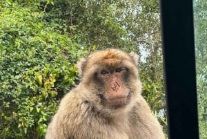 Explora Gibraltar con un Guía Privado desde Málaga.