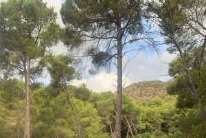 Explore Marbella's Nature: Guided Hiking And Foraging Trip