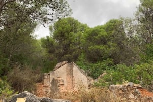 Explore Marbella's Nature: Guided Hiking And Foraging Trip