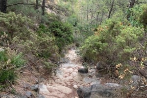 Explore Marbella's Nature: Guided Hiking And Foraging Trip