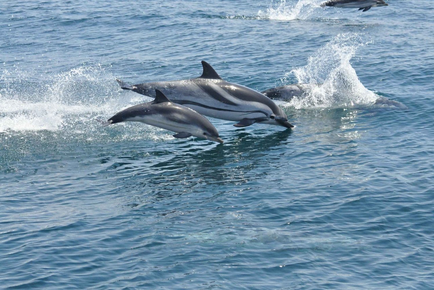 Fra Costa del Sol: Gibraltar Dolphin Watching med båd