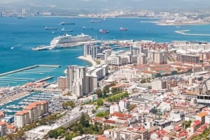 From Costa del Sol: Gibraltar Dolphin Watching by Boat