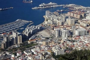 From Costa del Sol: Gibraltar Dolphin Watching by Boat