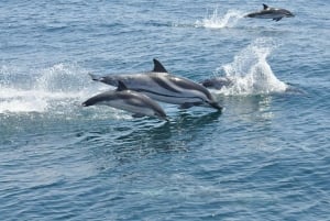 Desde la Costa del Sol: Gibraltar Avistamiento de Delfines en Barco