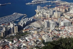 Desde la Costa del Sol: Gibraltar Avistamiento de Delfines en Barco