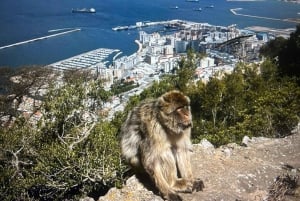 from La Cala/Marbella/Estepona: Gibraltar tour with monkey rock and shopping