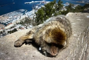 from La Cala/Marbella/Estepona: Gibraltar tour with monkey rock and shopping