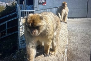 from La Cala/Marbella/Estepona: Gibraltar tour with monkey rock and shopping