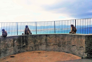 Desde Málaga o Marbella: Tour privado de Gibraltar