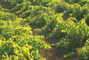 Från Marbella: Antequera vinresa med vinprovningar och lunch