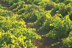 Desde Marbella: Visita ao vinho de Antequera com provas e almoço