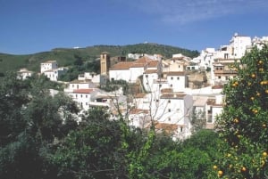 Z Marbelli: wycieczka po winnicach Axarquia z lunchem z winem