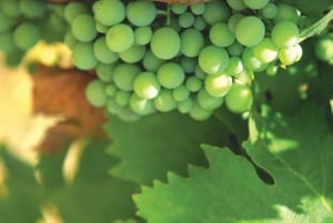 Z Marbelli: wycieczka po winnicach Axarquia z lunchem z winem