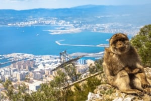 From Marbella: Gibraltar Private Day Trip with Local Guide