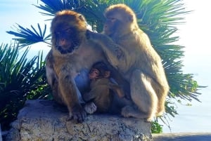 Från Marbella: Guidad privat resa till Gibraltar och Estepona