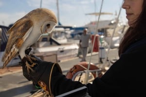 From Marbella: Private and Group Sailboat Cruise & Drinks
