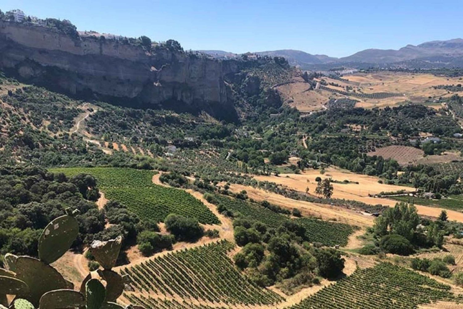 Från Marbella: Den klassiska vinupplevelsen i Ronda dagstur