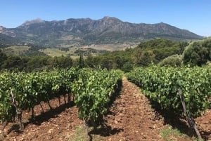 From Marbella: The Classic Ronda Wine Experience Day Tour