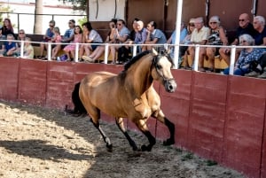 Fuengirola: Spanish Horse Show, Dinner and/or Flamenco Show