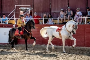 Fuengirola: Spanish Horse Show, Dinner and/or Flamenco Show