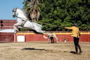 Fuengirola: Spanish Horse Show, Dinner and/or Flamenco Show