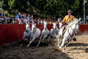 Fuengirola: Spanish Horse Show with Optional Dinner/Flamenco