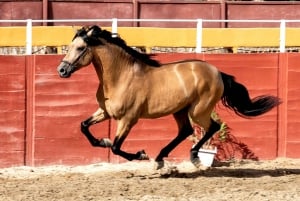 Fuengirola: Spanish Horse Show, Dinner and/or Flamenco Show