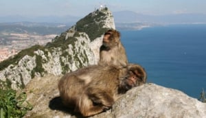 Gibraltar Taubane